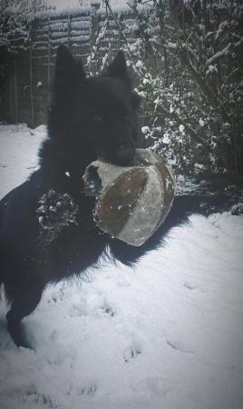 German Shepherd puppies for sale in Bracknell, Berkshire – 4 years old - Image 4 of 5