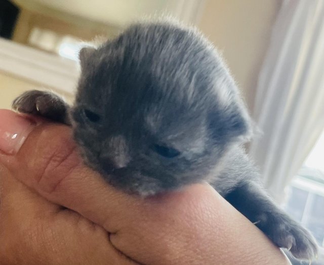 Preview of the first image of 2 week old pure breed male kitten.