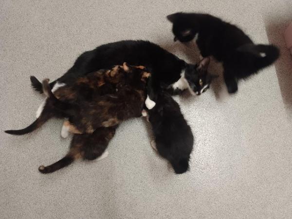 Image 4 of Kittens needing there secure homes!