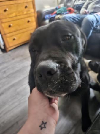 Image 6 of 1 year cane corso cross mastiff , looking for a good home