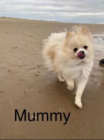 Image 5 of Cream and white Pomeranian Puppy’s