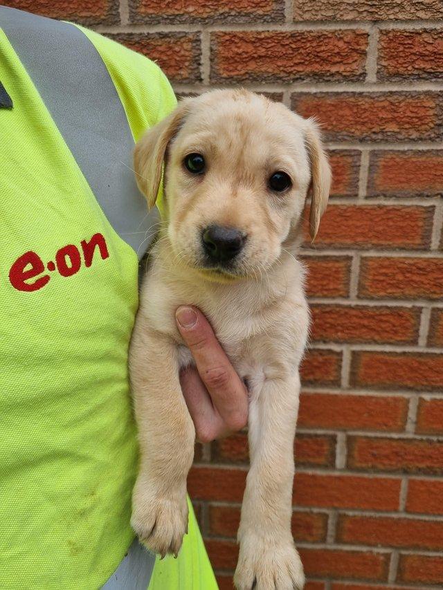 Preview of the first image of Stunning labrador puppies.