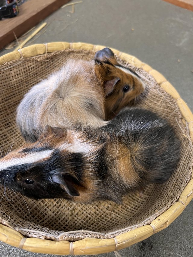 Preview of the first image of Bonded pair of guinea pig brothers.