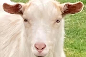 Image 3 of Golden Guernsey cross Billy goat