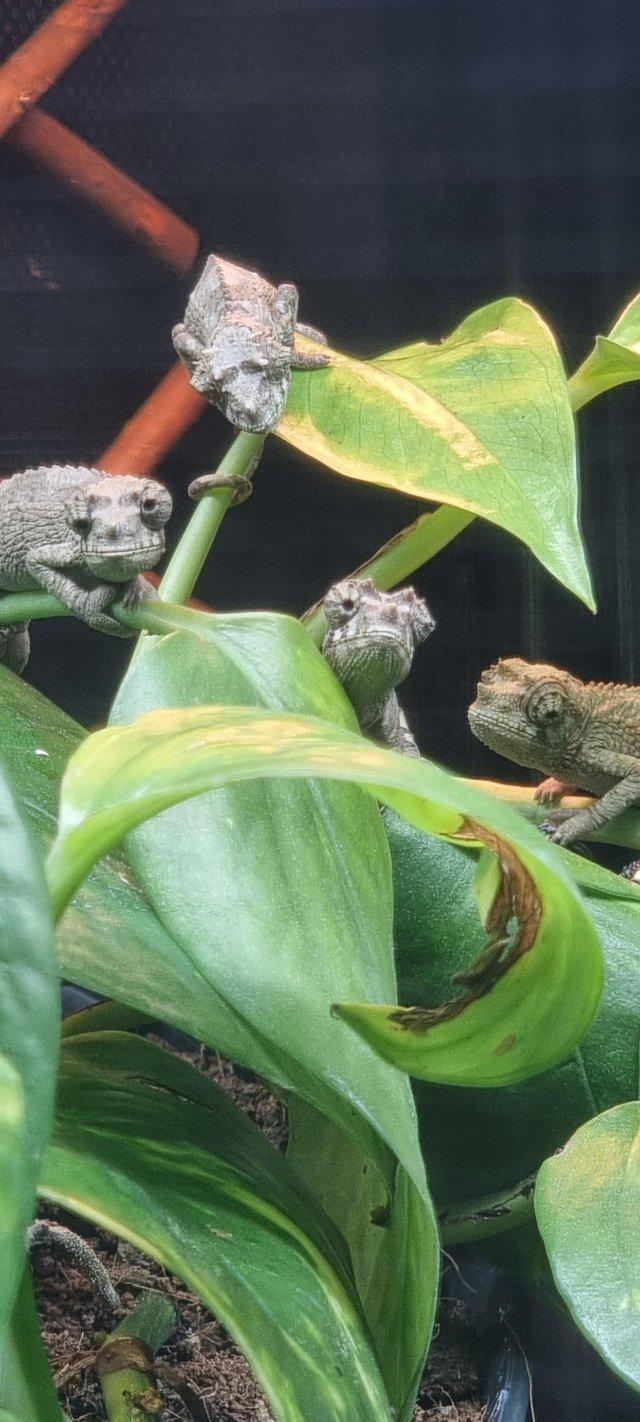Preview of the first image of Baby Yellow-Crested Jackson’s Chameleons.