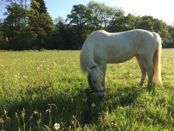 Image 2 of 12hh Welsh mountain pony for care share!