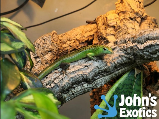 Preview of the first image of Emerald Tree Skink Male Subadult.