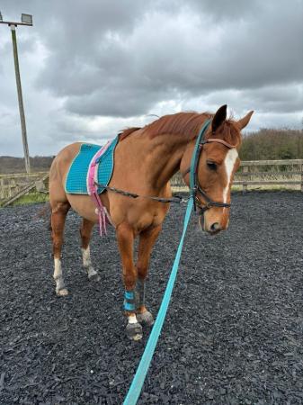 Image 3 of 16.3hh 8yo TB Gelding looking for forever home