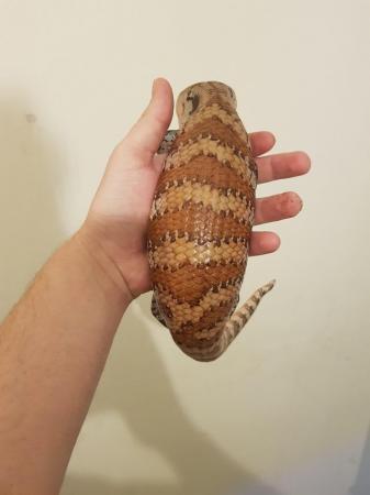 Image 1 of Adult male Blue tongue skink