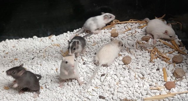 Preview of the first image of Baby Gerbil's , Males and Females.