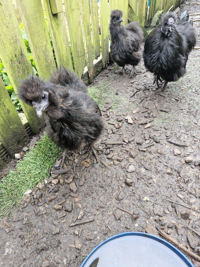 Preview of the first image of 6 Black Silkie Bantam Hatching Eggs.