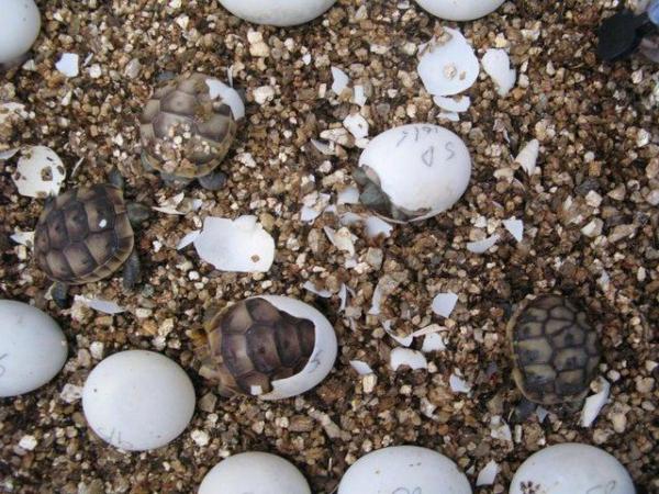 Image 4 of Baby Spur-thigh Tortoises for sale