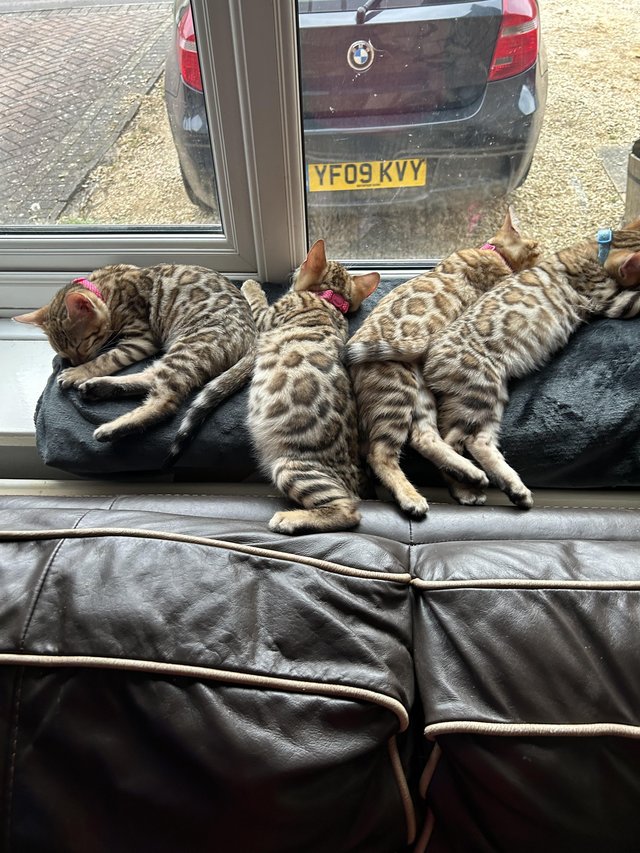 Preview of the first image of Ready now bengal kittens 17 weeks old.