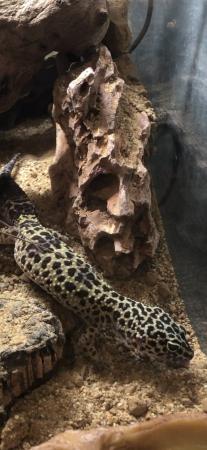 Image 1 of 2 years old leopard print female gecko