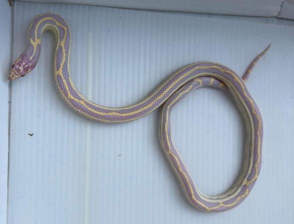 Image 2 of Albino striped female califonia king snake xali kingsnake