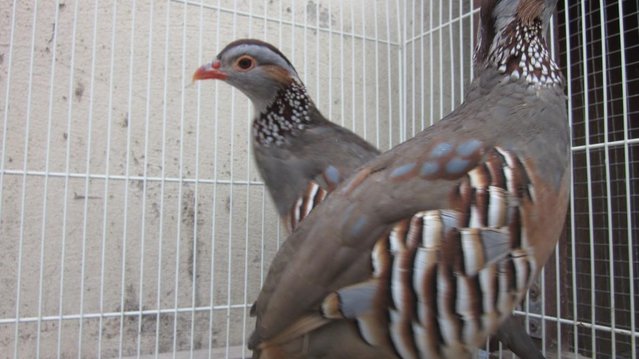 Image 2 of Barbury Partridges For Sale