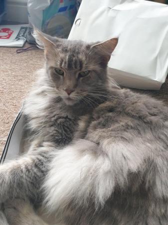 Image 2 of Gorgeous GCCF Registered Female Maine Coon in Birmingham