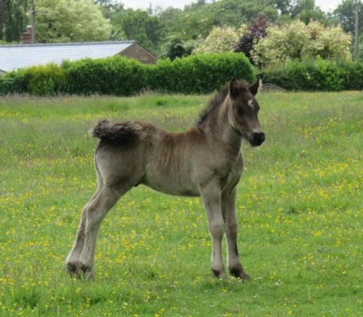 Image 1 of Fabulous Welsh Section D Foal