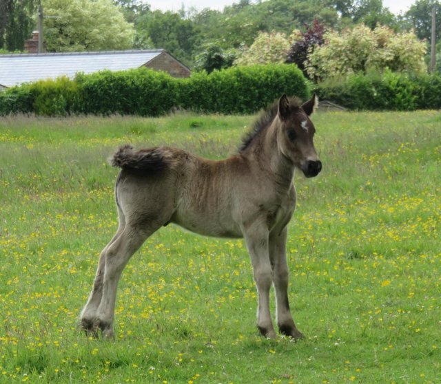 Preview of the first image of Fabulous Welsh Section D Foal.