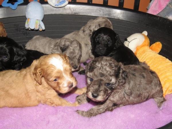 Image 7 of Adorable F1b multicolour cavapoo pups. health tested parents