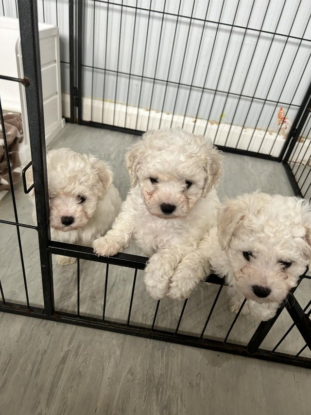 Preview of the first image of 2 Bishon frise pups left for sale.