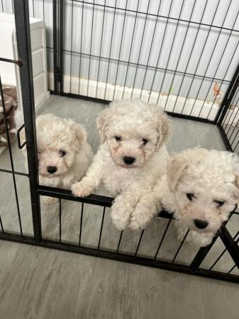 Image 10 of Bishon frise pups for sale