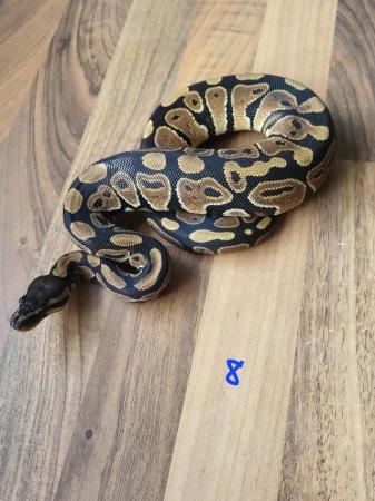 Image 7 of Royal Pythons for sale - Various