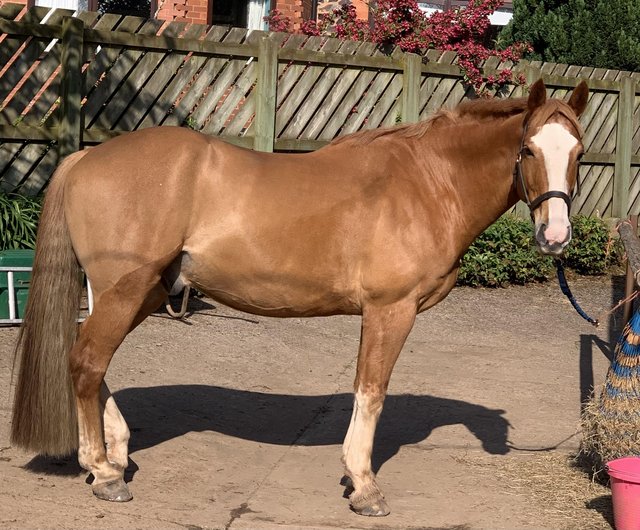 Preview of the first image of 15.2 chestnut gelding 15 yrs.
