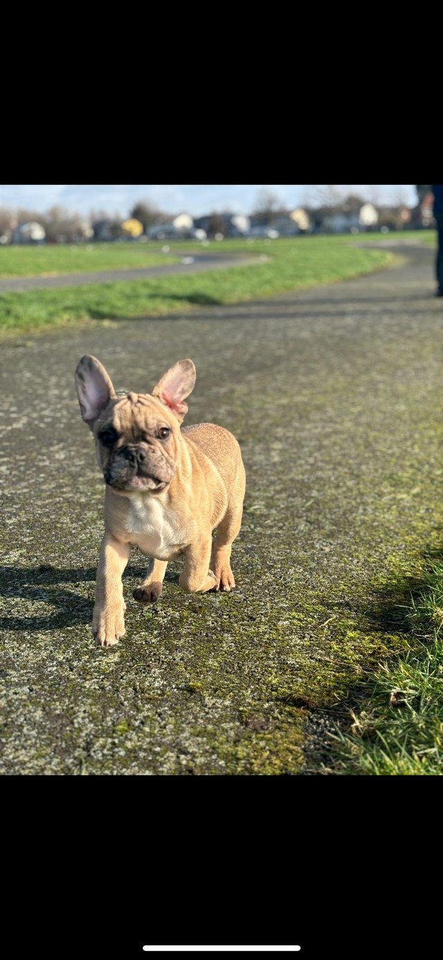 Preview of the first image of Lilac merle frenchbull puppies 1 girls 1 boys left for sale.