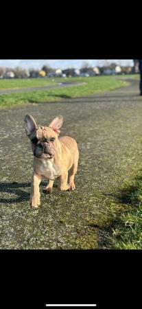 Image 1 of Lilac merle frenchbull puppies 1 girls 1 boys left for sale