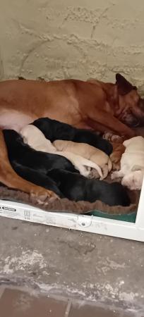 Image 4 of A litter of KC registered Labrador pups. ALL SOLD