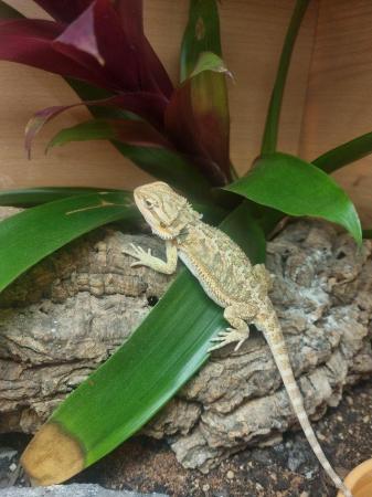 Image 4 of Lots of Bearded dragons for sale