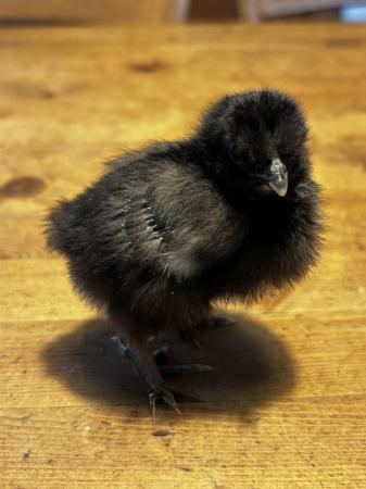 Image 3 of 1 week old pure silkie chicks, 2 black and 1 striped chick