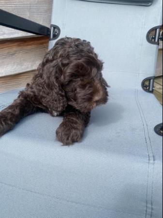 Image 8 of Miniature Cockapoo puppies (only one boy left pic 1)