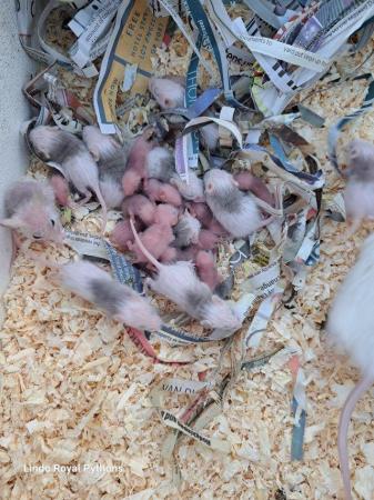 Image 4 of Multimarmates (African soft furred rats)
