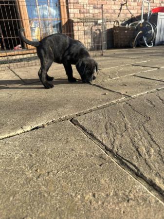 Image 4 of Cane corso x Rottweiler puppies