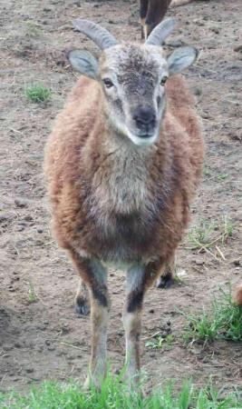Image 2 of Soay female yearlings,now available
