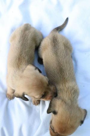 Image 6 of Mini Dachunds For Sale 3 left