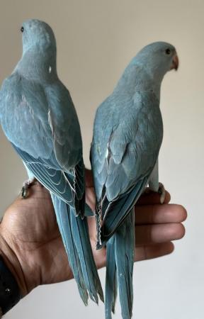 Image 9 of Handreared Silly Tame Baby Blue Ringneck Parrots