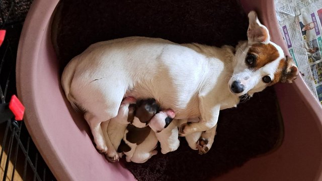 Image 2 of 5 Thoroughbred Jack Russell Puppies
