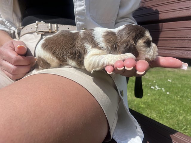 Preview of the first image of Show type cocker spaniel puppies.