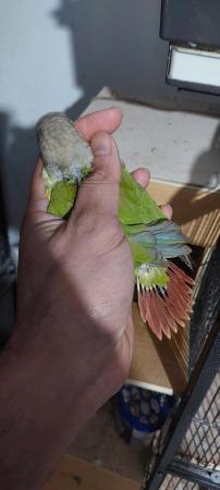 Image 2 of Semi tame young conure for new home