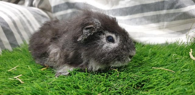 Image 6 of Various Boars (Male) Guinea Pigs for Sale