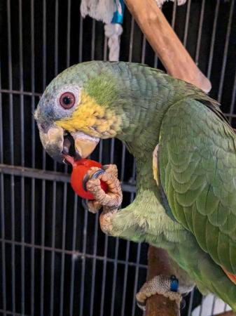Image 5 of 1 year old hand reared, DNA sexed male Orange Winged Amazon