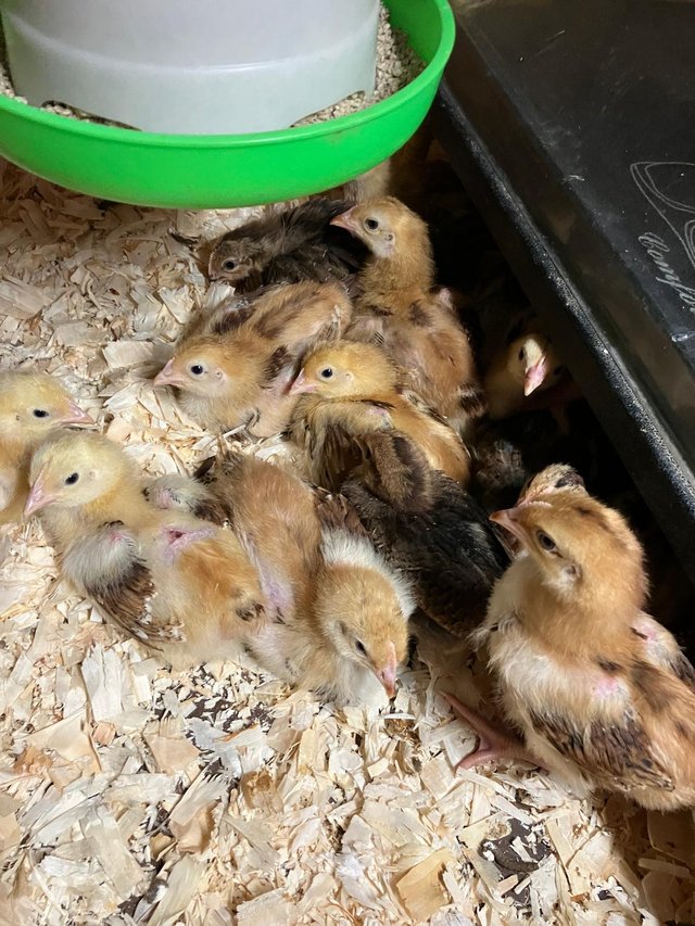 Preview of the first image of Various breeds of chicks for sale.