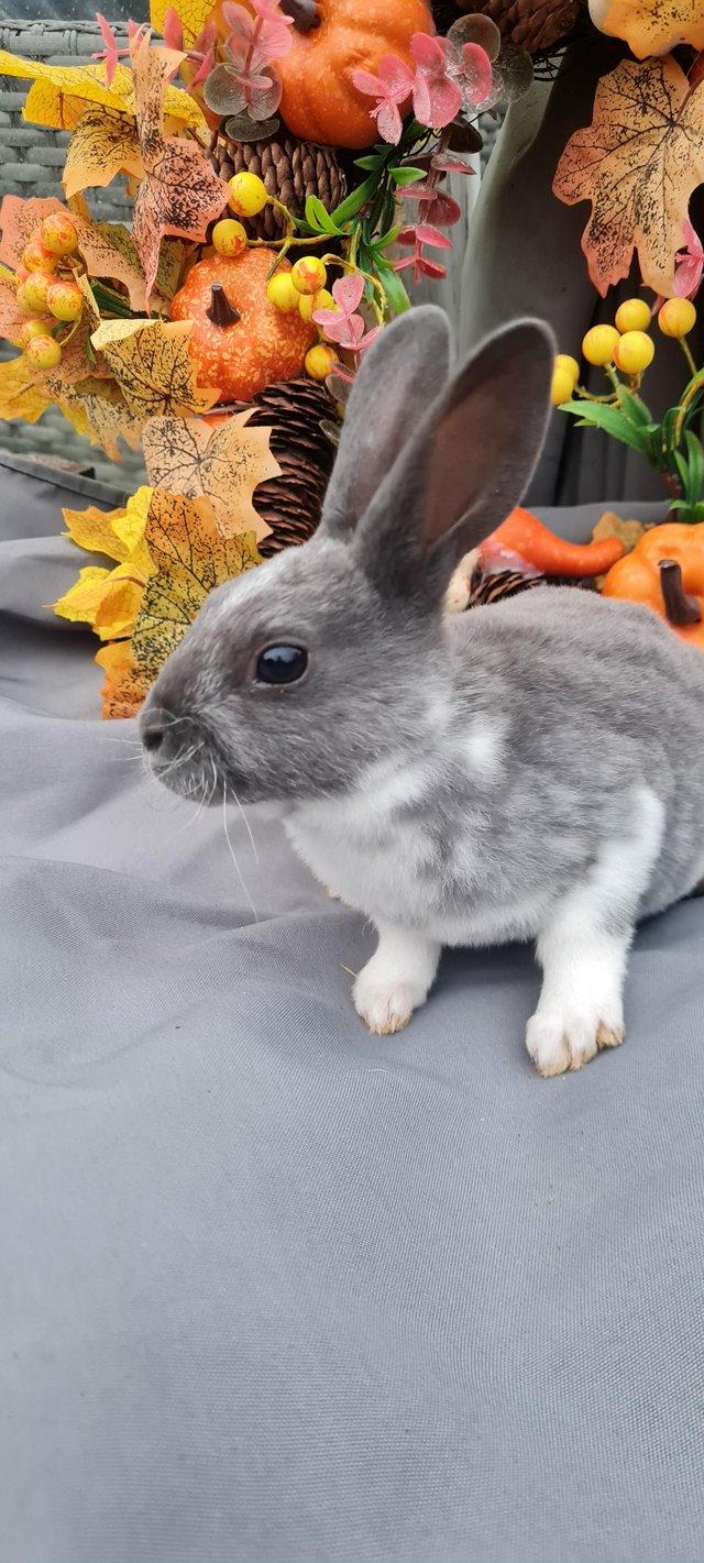 Chocolate Baby Mini Rex Rabbit Purebred Mini Rex Rabbits
