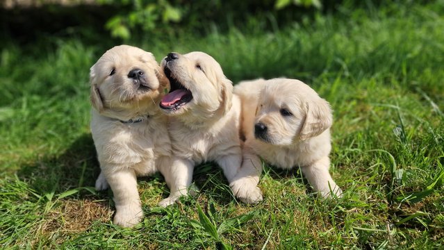 Image 22 of KC registered Golden Retriever puppies