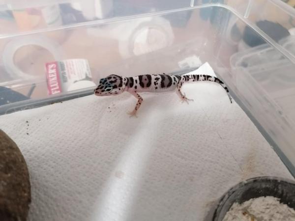 Image 5 of Baby leopard geckos £25 each this weekend only