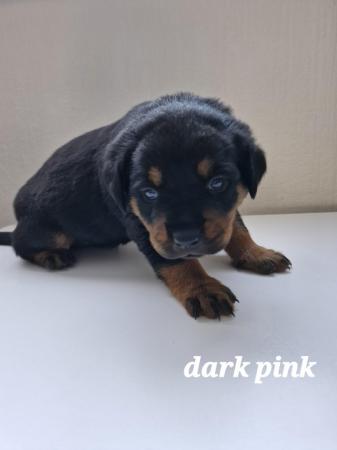 Image 9 of 4 left !!! rottweiler pups for sale, 1 boy and 4 girls ??
