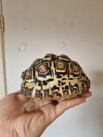 Image 3 of Young female leopard tortoise